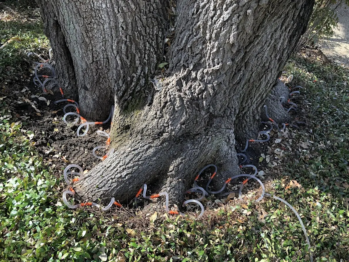 Detailed Tree Cabling and Bracing job site in Camanche