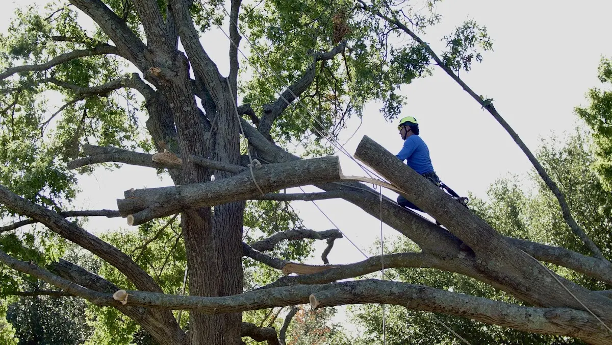 Professional Crown Thinning performed by certified arborists in Camanche